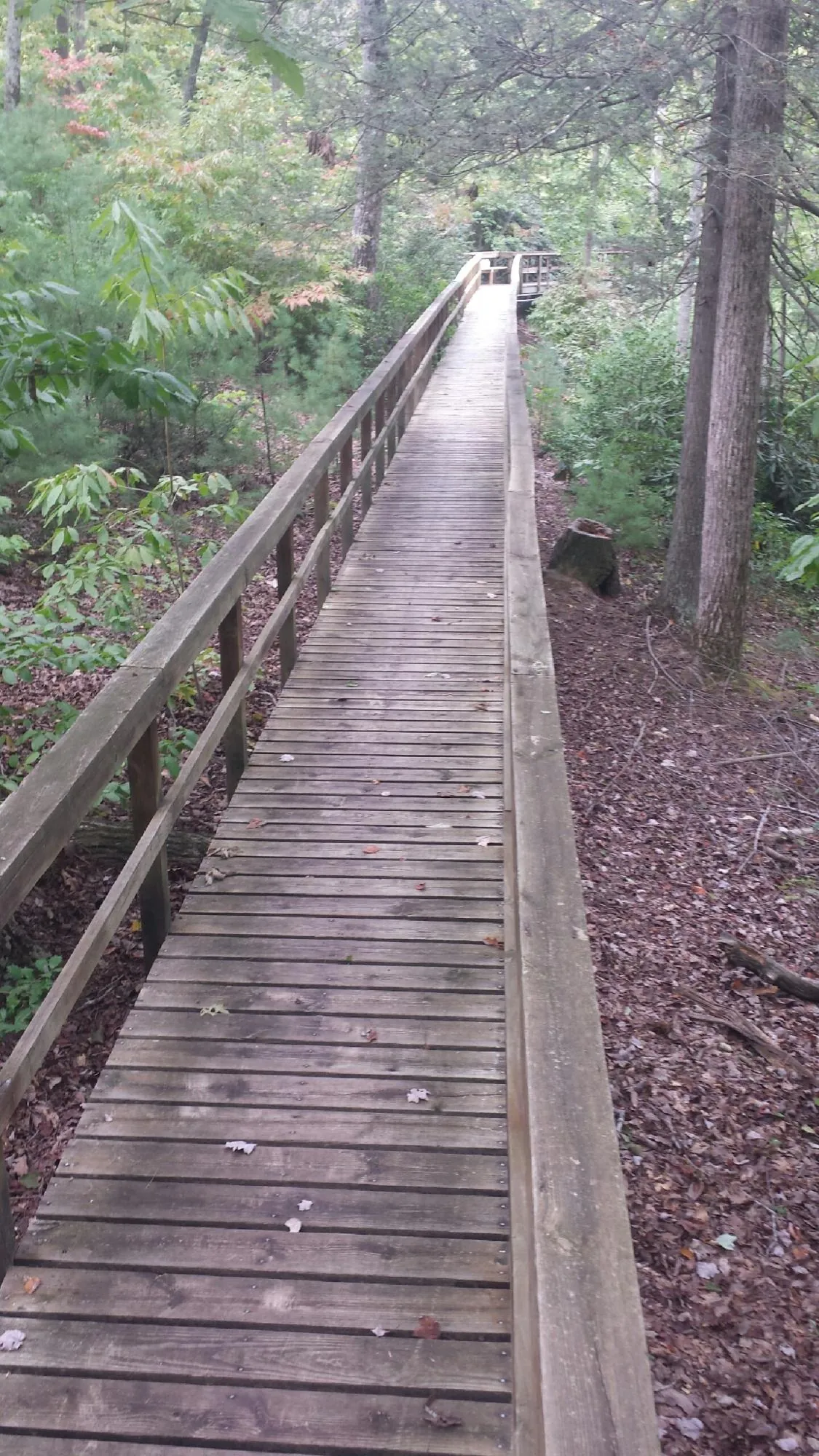 Long wood walkway with handrails built through the woods in Mannsville